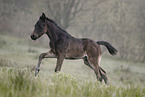Paint Horse