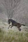 Paint Horse