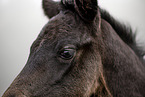Paint Horse