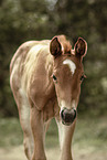 Paint Horse