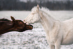 Paint Horses