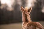 Paint Horse