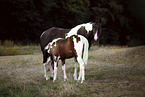 Paint Horses