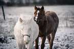 Paint Horses