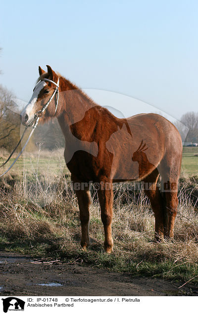 Arabisches Partbred / IP-01748
