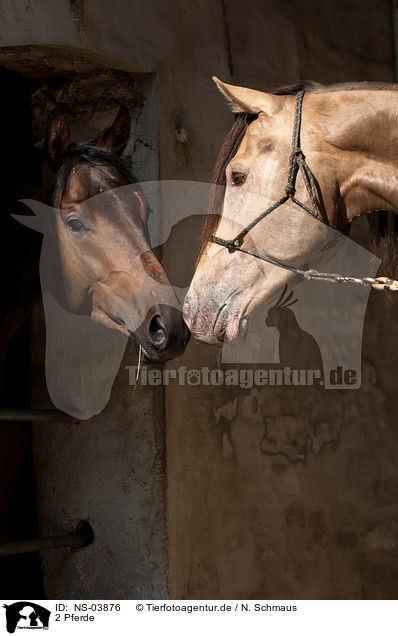 2 Pferde / 2 horses / NS-03876