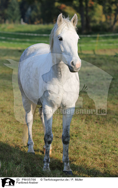 Partbred-Araber / arabian Partbred / PM-05766