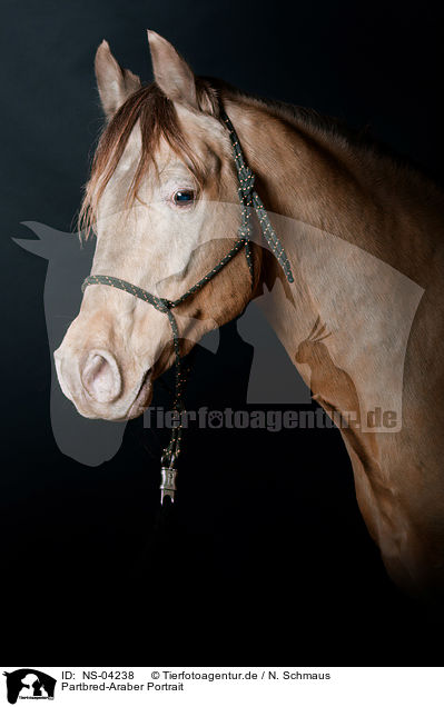 Partbred-Araber Portrait / arabian Partbred portrait / NS-04238