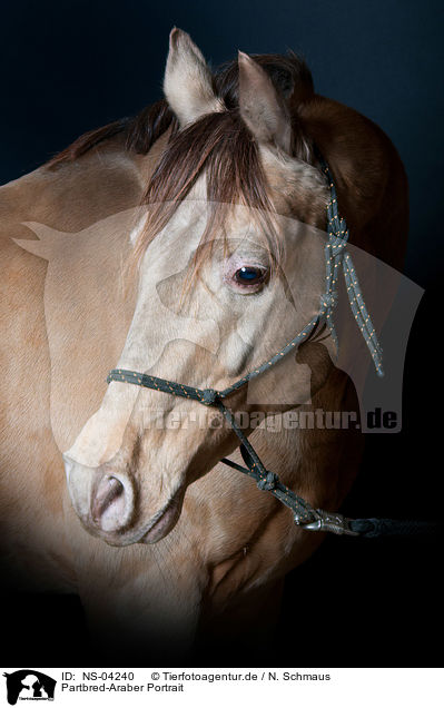 Partbred-Araber Portrait / arabian Partbred portrait / NS-04240