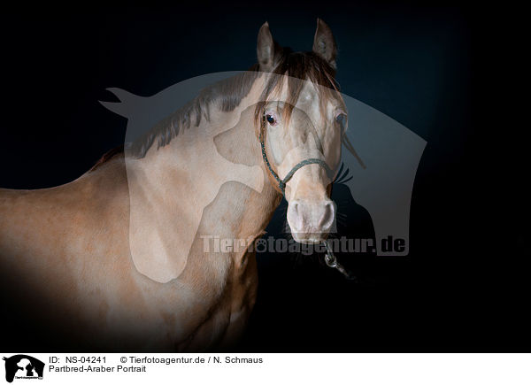 Partbred-Araber Portrait / arabian Partbred portrait / NS-04241
