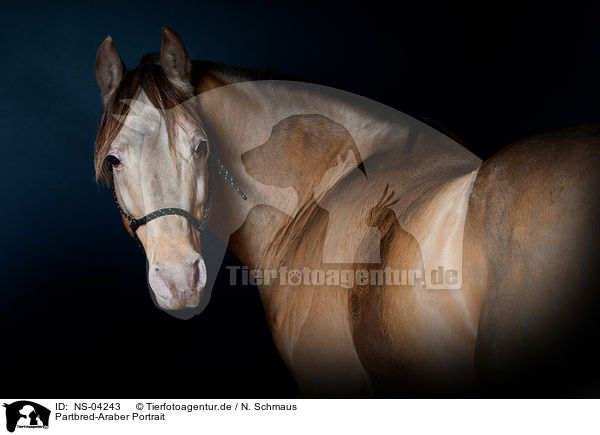 Partbred-Araber Portrait / arabian Partbred portrait / NS-04243