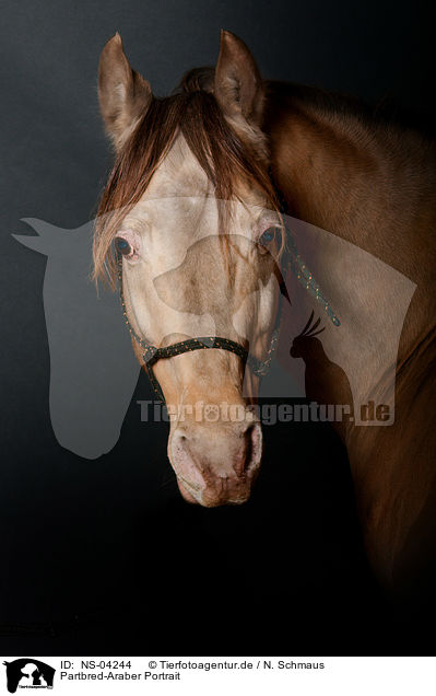 Partbred-Araber Portrait / arabian Partbred portrait / NS-04244