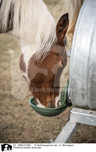 Partbred-Araber Schecke / ABR-01088