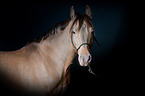 Partbred-Araber Portrait