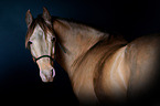 Partbred-Araber Portrait