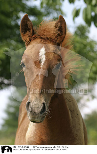 Paso Fino Hengstfohlen 