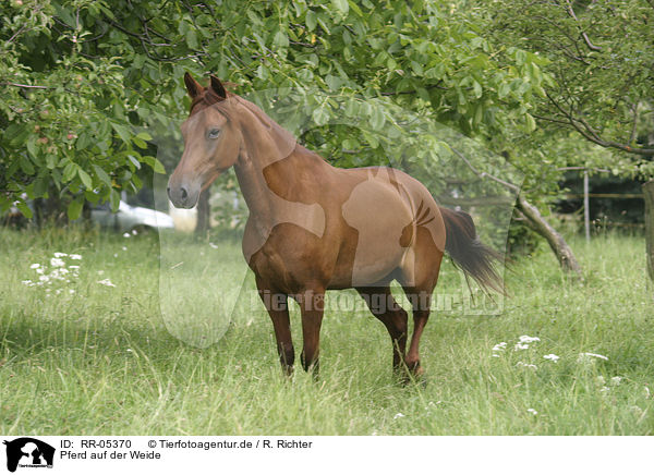 Pferd auf der Weide / RR-05370