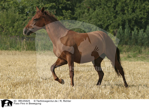 Paso Fino in Bewegung / running horse / RR-05825