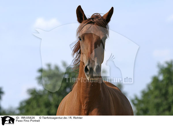 Paso Fino Portrait / Paso Fino Portrait / RR-05826