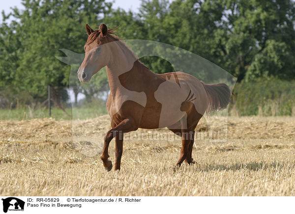 Paso Fino in Bewegung / running horse / RR-05829