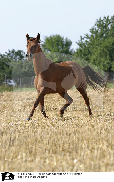 Paso Fino in Bewegung / running horse / RR-05832