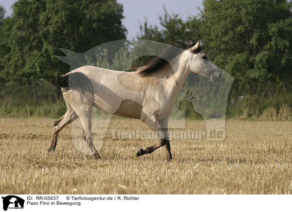 Paso Fino in Bewegung / running horse / RR-05837