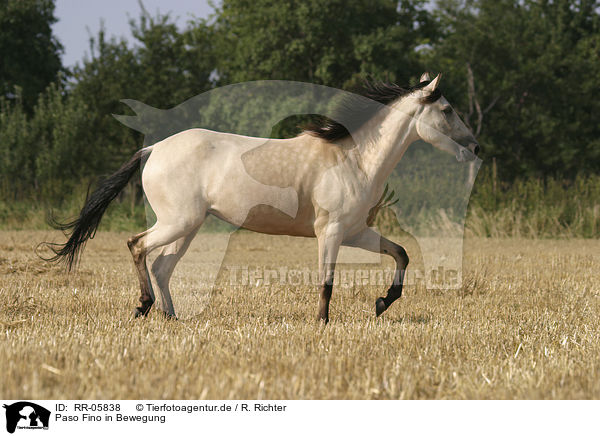 Paso Fino in Bewegung / RR-05838