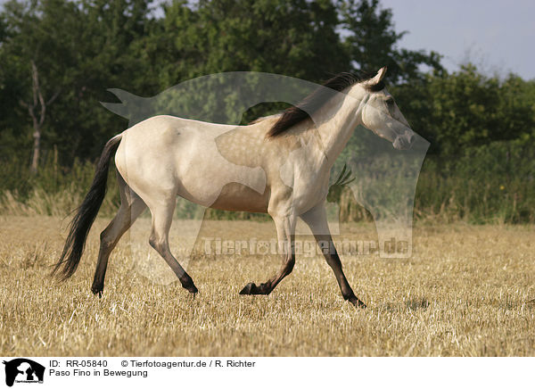 Paso Fino in Bewegung / running horse / RR-05840