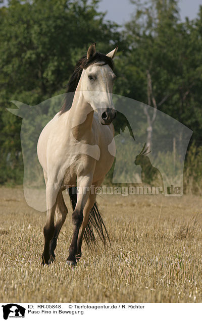 Paso Fino in Bewegung / running horse / RR-05848