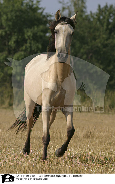 Paso Fino in Bewegung / running horse / RR-05849