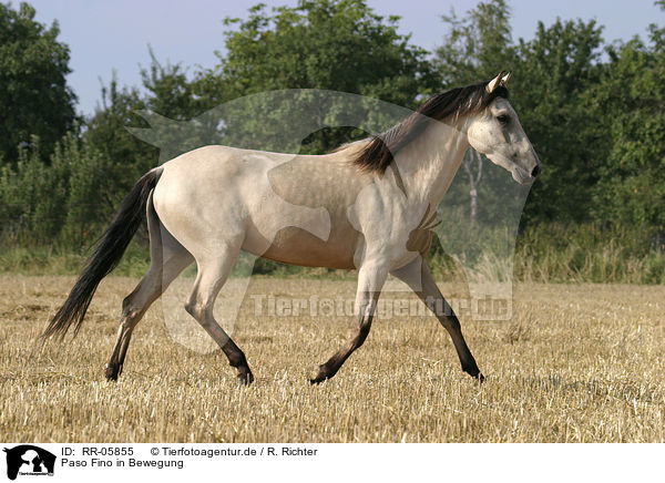 Paso Fino in Bewegung / running horse / RR-05855