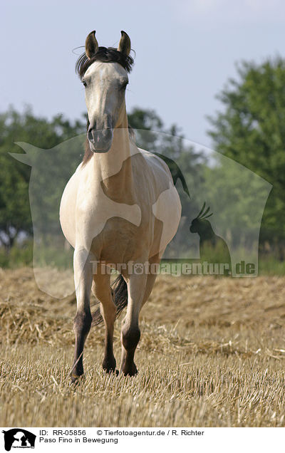 Paso Fino in Bewegung / running horse / RR-05856