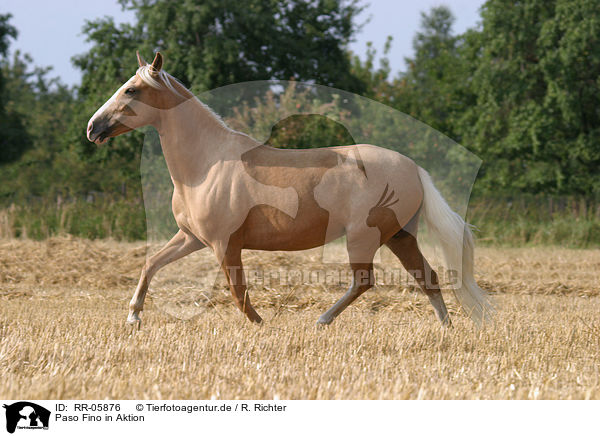 Paso Fino in Aktion / running horse / RR-05876