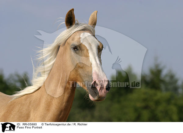 Paso Fino Portrait / Paso Fino Portrait / RR-05880