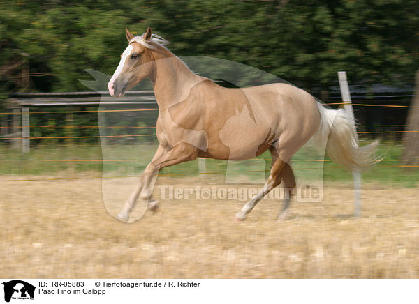 Paso Fino im Galopp / running horse / RR-05883