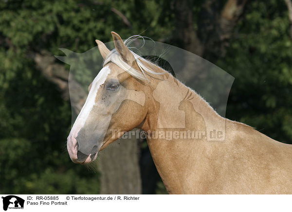 Paso Fino Portrait / Paso Fino Portrait / RR-05885