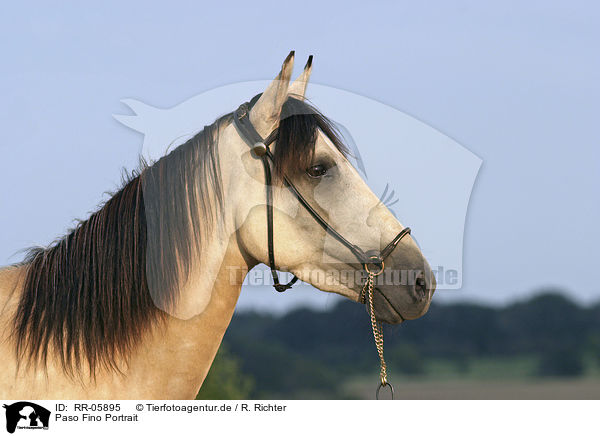 Paso Fino Portrait / Paso Fino Portrait / RR-05895