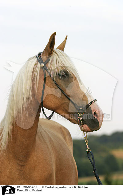 Paso Fino Portrait / Paso Fino Portrait / RR-05905