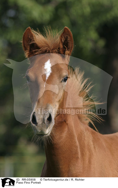 Paso Fino Portrait / Paso Fino Portrait / RR-05908