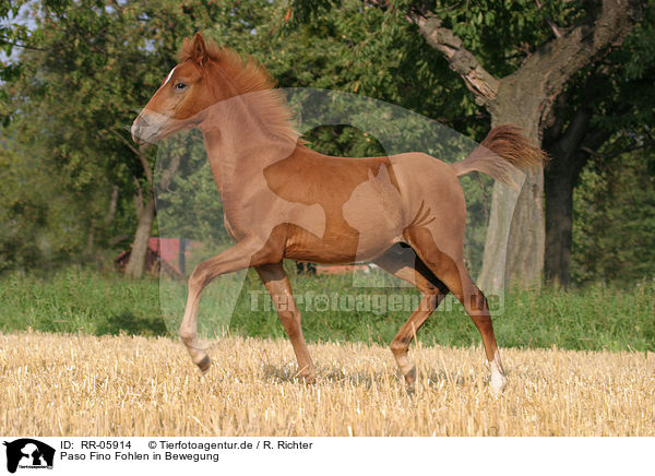 Paso Fino Fohlen in Bewegung / RR-05914