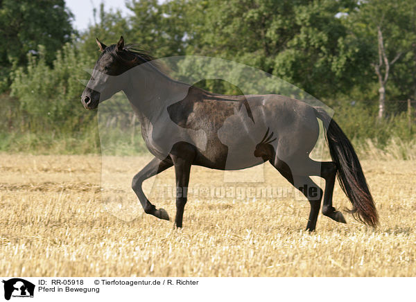 Pferd in Bewegung / running horse / RR-05918