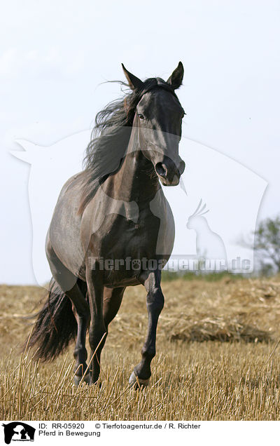 Pferd in Bewegung / running horse / RR-05920