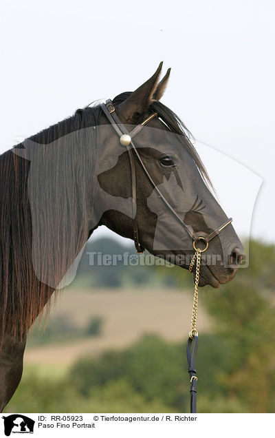 Paso Fino Portrait / RR-05923