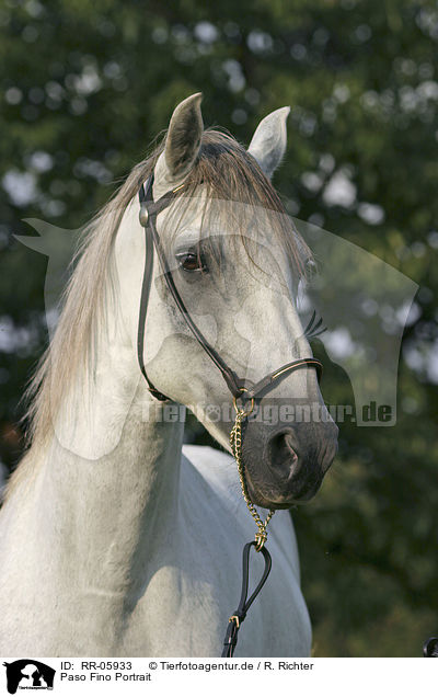 Paso Fino Portrait / Paso Fino Portrait / RR-05933