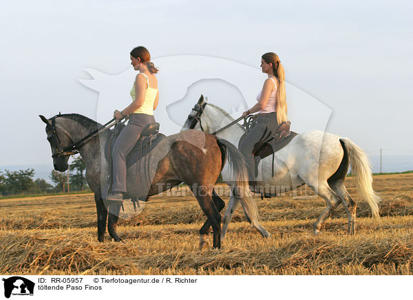 tltende Paso Finos / horsewoman / RR-05957