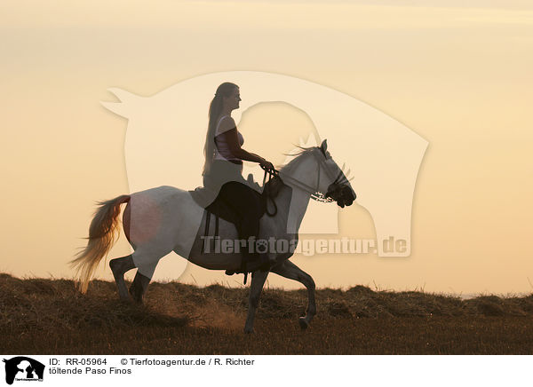 tltende Paso Finos / horsewoman / RR-05964