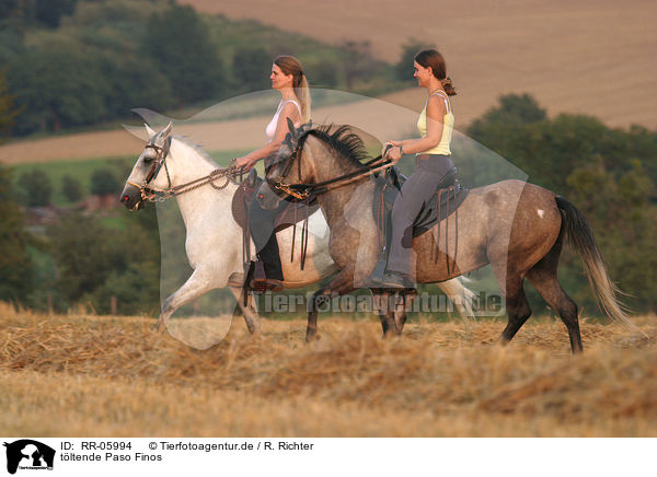 tltende Paso Finos / horsewoman / RR-05994