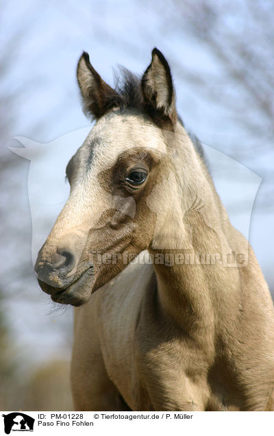 Paso Fino Fohlen / PM-01228
