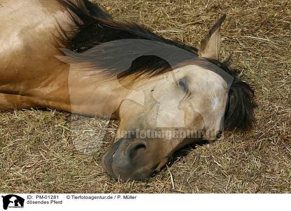 dsendes Pferd / PM-01281