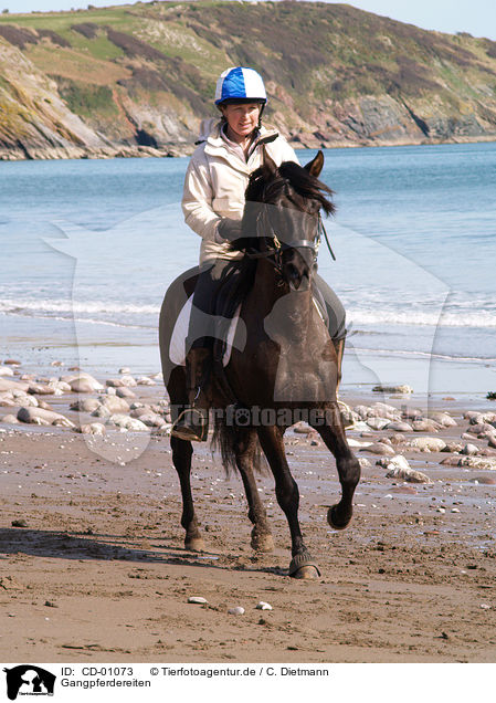 Gangpferdereiten / riding woman / CD-01073